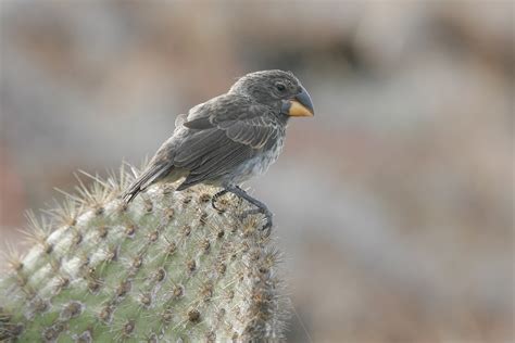 Galapagos Birding Tours Wildlife Birdwatching Birdquest