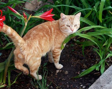 What Does A Male Cat Look Like After Being Neutered Kitty Devotees