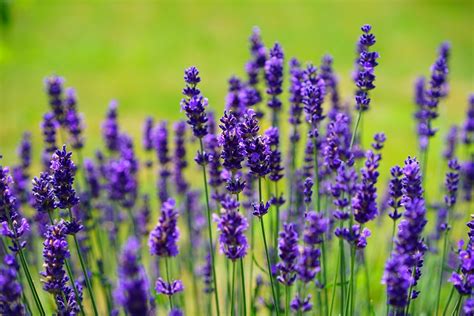Lavender Flowers Purple Wild · Free Photo On Pixabay