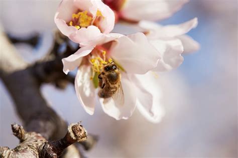 Pollination Preparedness Are You Ready Almond Board Of California