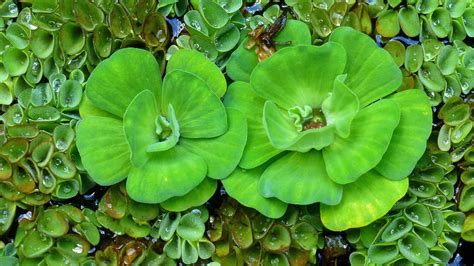 Water Lettuce Or Shell Flower Pistia Stratiotes Variegated Science