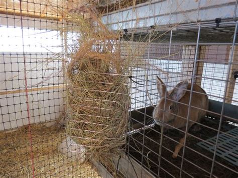 This is perfect for hay eating animals! DIY Hay Manger, for about $2ish : Random Rabbit Ramblings | Meat rabbits, Rabbit hay, Chickens ...