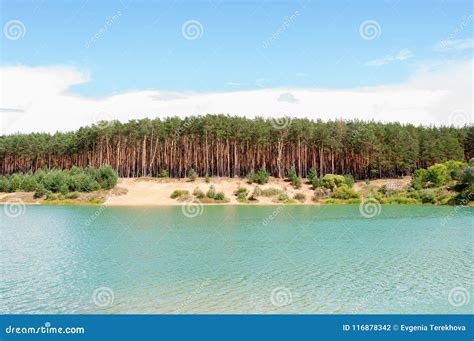 Pine Forest On The Sandy Beach On The Shores Of Lake Stock Photo
