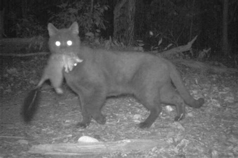 Invasive Species Feral Cats Threaten The Survival Of Over 100 Native