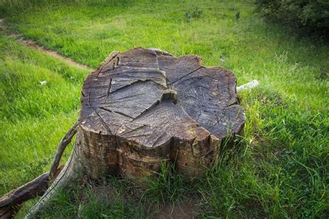 How To Preserve A Tree Stump For A Unique Backyard Design 2022