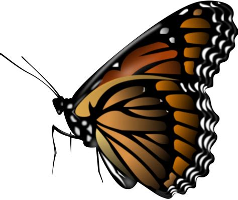 Butterfly greta oto , flying transparent background png clipart. Flying Butterflies Png - ClipArt Best