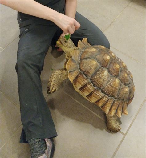 Sulcata Tortoise As A Pet Care Temperament And Diet Were All About