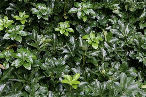 How To Grow Pachysandra Or Japanese Spurge As Ground Cover