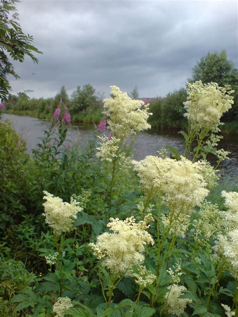 Mesiangervo Filipendula Ulmaria Forest Flowers White Flowers