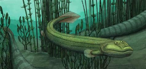 Prehistoric Four Legged Fishapod Said No To Land Returned To Water