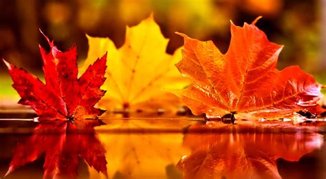 Free Download 3840x2112 Beautiful Autumn Leaves On Water Beautiful