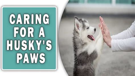 Caring For A Huskys Paws Paw Fect Care