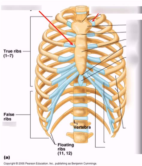 Ribs Diagram Quizlet