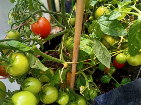 42 Days Tomato Very Early Ripener Daves Seed