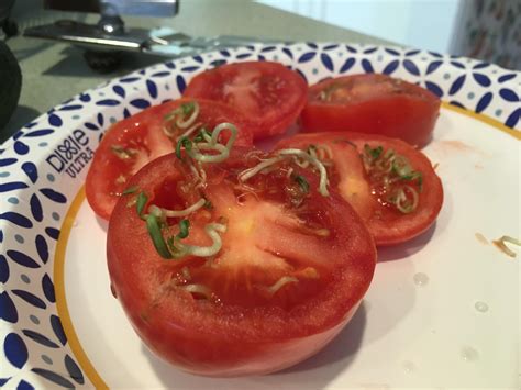 Tomato Plants Sprouting Inside A Tomato Rmildlyinteresting