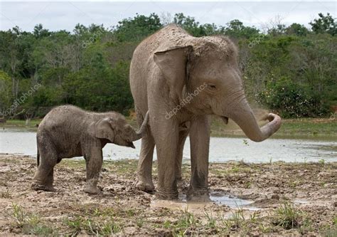 Cuddling Elephant And Baby Elephant — Stock Photo © Gudkovandrey 91254308