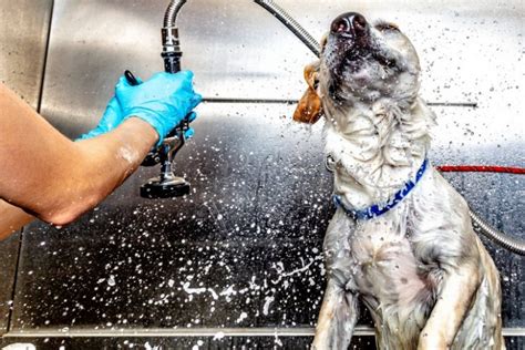 How Often Should You Wash Your Dog Bromilows Florist