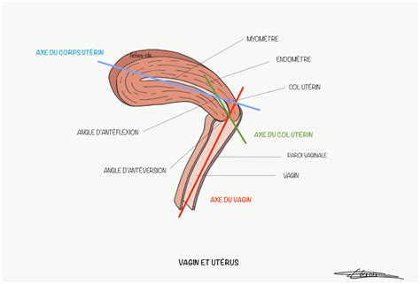 Vagin Et Ut Rus Fiches Ide