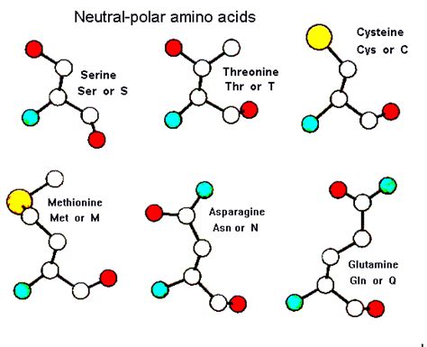 Which Amino Acid Side Chains Can Form Hydrogen Bonds