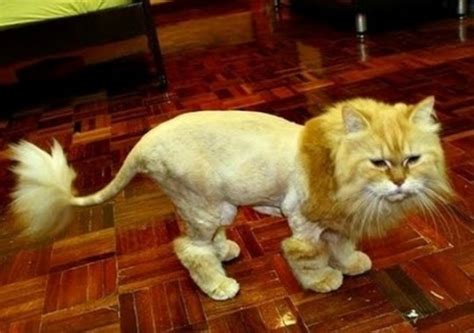 20 Cats With Hilarious Hair Styles