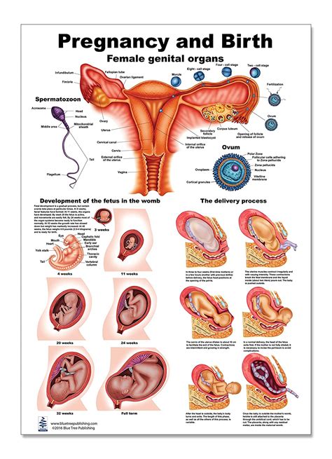 Pregnancy And Birth Poster 12 X 17 Science Lab Anatomy Classroom