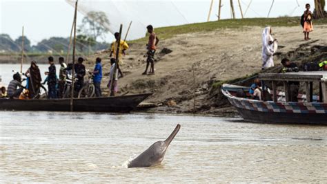 the conservation saga of the ganges river dolphin