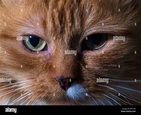 Cat Close Up Stock Photo Alamy