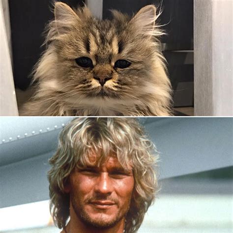Cats That Look Like Celebrities And Vice Versa