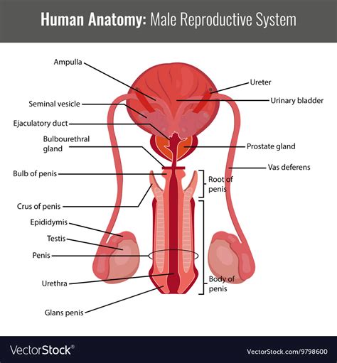 Male Reproductive System Detailed Anatomy Vector Image