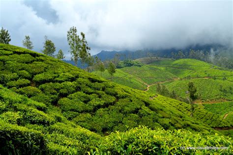 Kerala Highrange Munnar Tea Plantation Mist Mocambique Platina