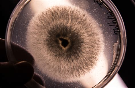 19 03 2015 Agar Petri Dish Close Up Of Mycelium Mediamatic