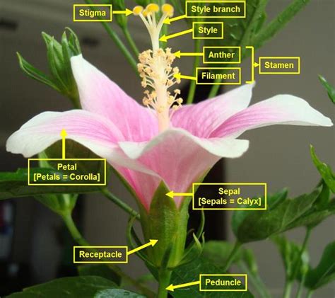Parts Of Hibiscus Flower And Their Functions Pdf Best Flower Site
