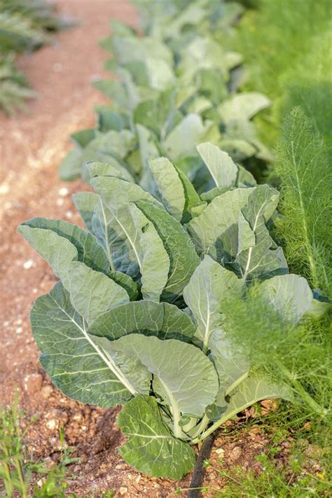 Beds With Healthy Organic Broccoli Plant Growing In A Vegetable Garden