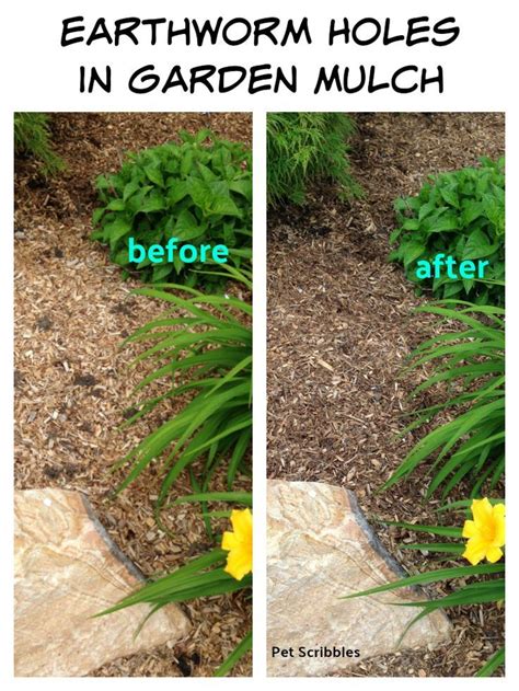 Removing excess dirt from your yard can be a major undertaking. How to get rid of earthworm holes in garden mulch | Garden ...