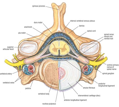 I am not an expert on this subject, so i was wondering if anyone could put their input on i don't like way you've shown the cartilage. cross section of spinal cord - Google Search in 2020 ...