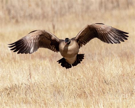 Canada Goose Taking Flight Photograph By Dennis Hammer Fine Art America