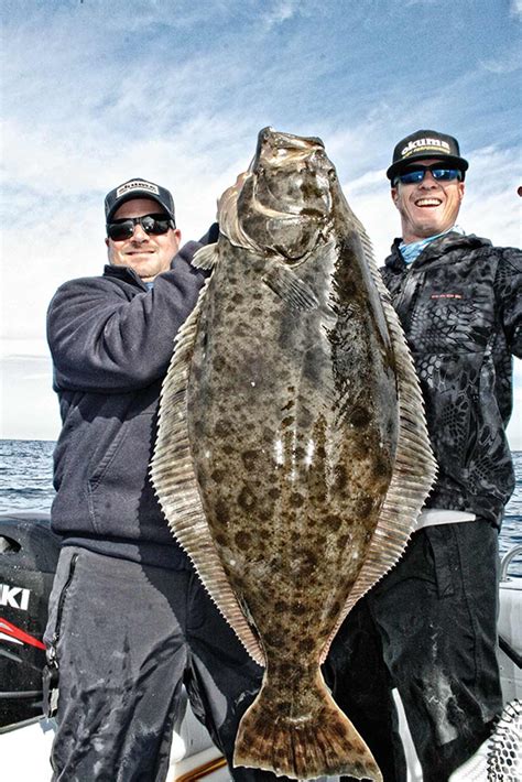 California Halibut Fishing Tips Halibut Rigs Salt Water Sportsman
