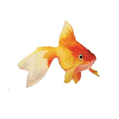 Items Similar To Goldfish Watercolor Art Fish Painting Goldfish