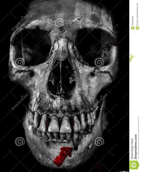 Human Skull Terrific Black And White Photography Scary