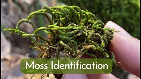 Moss Identification And Basic Information For Most Common Mosses