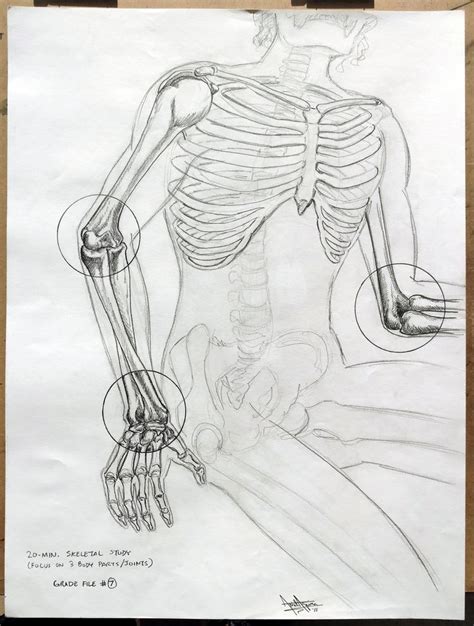 Pin On Anatomy Images