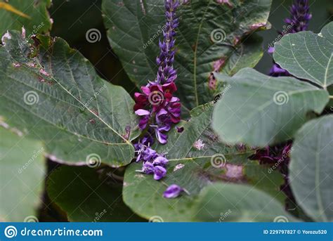 Kudzu Flowers Stock Image Image Of Herbal Hanging 229797827