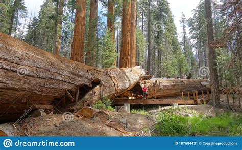Fallen Redwood Tree At Trail Of 100 Giants With Person On Trail