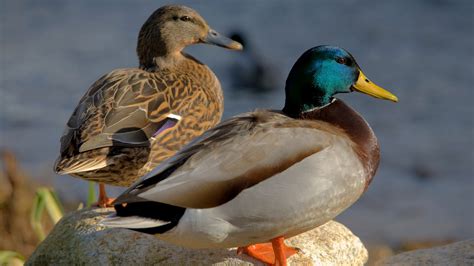 Creating customized gamerpics and profile pictures is easy on both consoles but the end result is much more satisfying on an xbox one. Mallard Duck Desktop Wallpaper Hd Resolution 2560x1600 ...