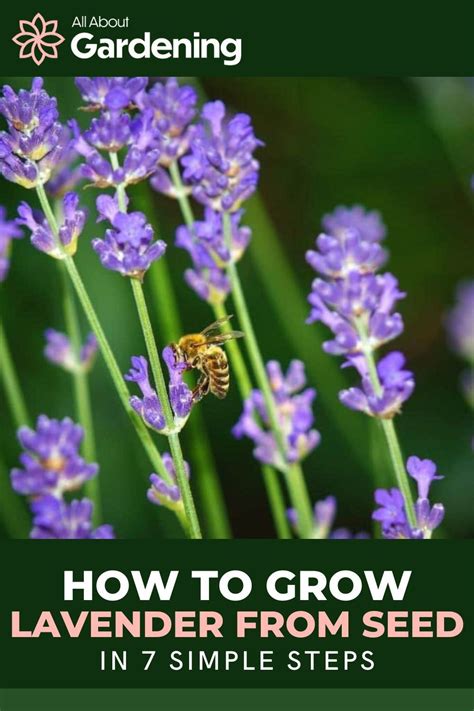 How To Grow Lavender From Seed In 7 Simple Steps In 2023 Growing