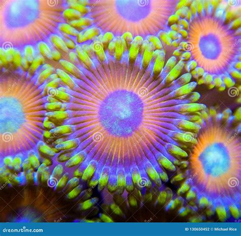 Red And Green Zoanthid Coral Macro Stock Photo Image Of Corals