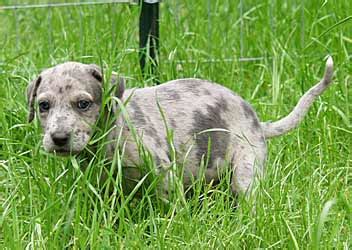They were perfect in their use of the litter box, but it was still a mess. Light Colored Diarrhea In Dogs | Decoratingspecial.com