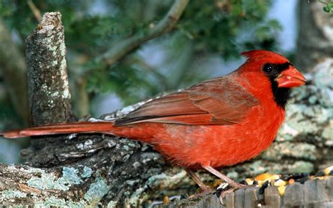 Red Bird Northen Cardinal Wallpapers And Images Wallpapers Pictures