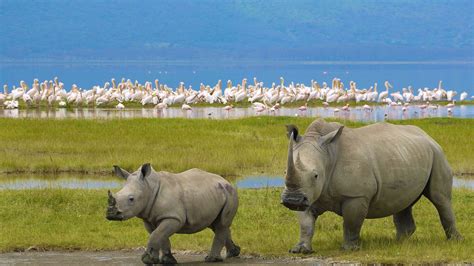 Lake Nakuru National Park Kenya Tour Destinations