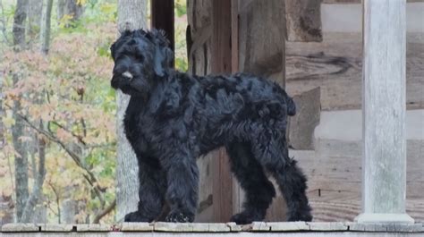 Remember, breeders who offer puppies at one price with papers and at a lower price without papers are unethical. Black Russian Terrier puppy | Black russian terrier